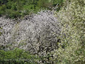 Blütenbaum im Frühling