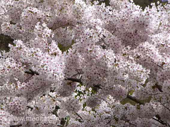 Frühling - Blütenbaum, Asien