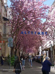 Japanische Kirschbäume in der Bonne Altstadt