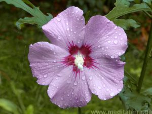 Eibischblüte nach dem Regen