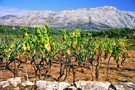 Weinanbau in Kroatien
