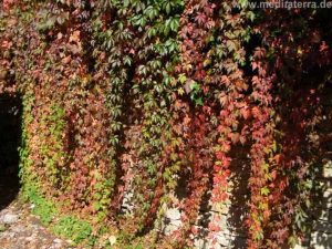 Wilder Wein an einer Mauer im Burgund