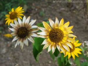 Welkende Zinnien - beige und gelb