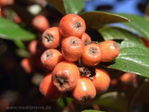 Rote Beeren der Zwergmispel