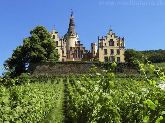 Weinbau am Rhein - Schloss Arenfels