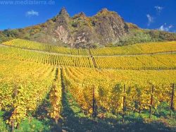 Weinberge am Drachenfelsen in Rhöndorf