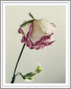 Sophia Koopman 2, Netherlands, Rose, 2006, Photo, 10,8 x 14 cm