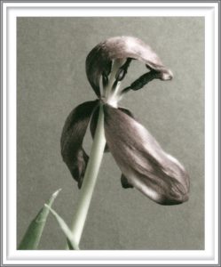 Sophia Koopman 3, Netherlands, Tulip II, 2005, Photo, 14 x 10,5 cm