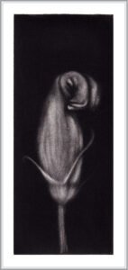 Cleo Wilkinson 16, Australia, Hibiscus, 2010, Mezzotint, 5 x 12 cm