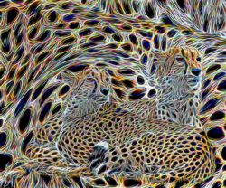 Howard Harris, USA, Cheetah, 2021, photo on aluminum, acrylic overlay, 91,44 x 76,2 cm