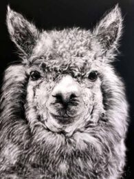 Jan Lowe, Australia, Devine Miss M, Llama, 2022, scratchboard on black ampersand scratchboard, no colour added, 36 x 28 cm