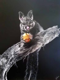 Jan Lowe, Australia, Bushtail Possum 2020 scratchboard & ink 14 x 11 inch
