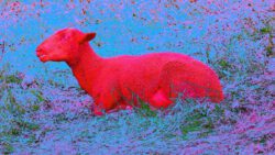 Sabine Huber, Switzerland. The Lamb Without Mary III, 2021, computermodified photograph