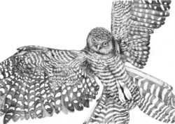 Betty Collier, Australia, Northern Hawk Owl, 2021, ink pens on cotton rag, 54 x 65 cm