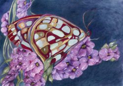 BettyCollier, Australia, Mosaic Butterfly, 2022, watercolor on paper, 21 x 29 cm