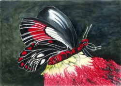 Betty Collier, Australia, Maroon Butterfly, 2023, watercolour on watercolour paper, 30 x 21 cm