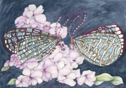 Betty Collier, Australia, Two Butterflies Showing An Array Of Blues, 2024, watercolor on watercolor paper, 21 x 29 cm