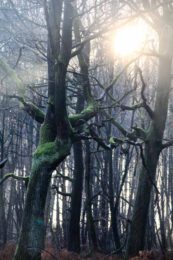 Fleur Le Gros, The Netherlands, Longing, photography