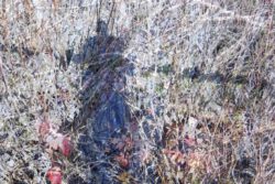 Yvan La Fontaine, Canada, Vu Du Marais, 2020, digital print, 50,8 x 76,2 cm